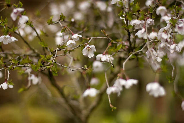 bonsai cherry flowering