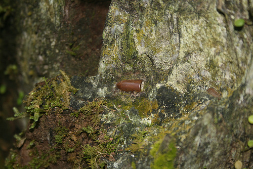 Bullet In A Tree