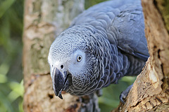 Rosie the Parrot – Bloedel Conservatory, Queen Elizabeth Park, Vancouver, British Columbia