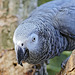 Rosie the Parrot – Bloedel Conservatory, Queen Elizabeth Park, Vancouver, British Columbia