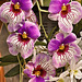 Miltonia In the Pink "Voluptuous" Orchids – United States Botanic Garden, Washington, D.C.