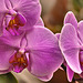 Pink Phalaenopsis Orchids – United States Botanic Garden, Washington, D.C.
