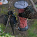 Noisy Starlings food fights!