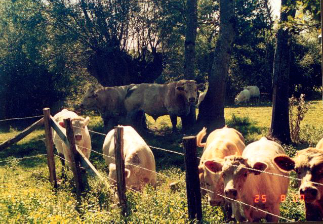French cows in Burgundy
