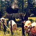 French cows in Burgundy