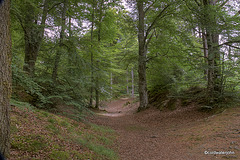 Path through the beech woods by Randolph's Leap, on the river Findhorn