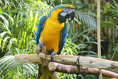 Blue-and-Yellow Macaw – Bloedel Conservatory, Queen Elizabeth Park, Vancouver, British Columbia