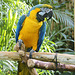 Blue-and-Yellow Macaw – Bloedel Conservatory, Queen Elizabeth Park, Vancouver, British Columbia