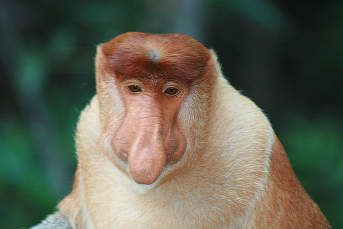 Male Proboscis Monkey