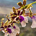 Goliath's Spire "Mauna Loa" Orchid – United States Botanic Garden, Washington, D.C.
