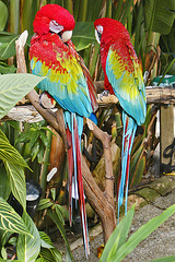Green-Winged Macaws – Bloedel Conservatory, Queen Elizabeth Park, Vancouver, British Columbia