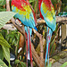Green-Winged Macaws – Bloedel Conservatory, Queen Elizabeth Park, Vancouver, British Columbia