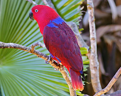 Ruby the Eclectus Parrot – Bloedel Conservatory, Queen Elizabeth Park, Vancouver, British Columbia