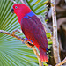 Ruby the Eclectus Parrot – Bloedel Conservatory, Queen Elizabeth Park, Vancouver, British Columbia