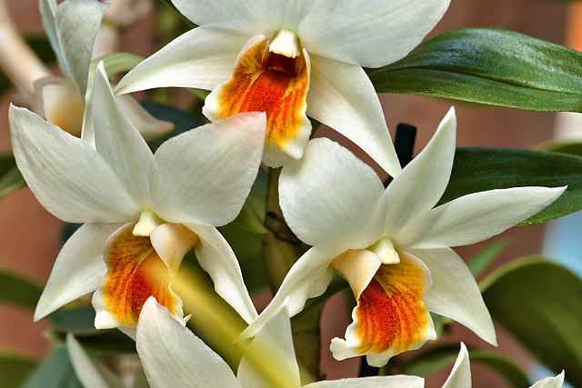 "Lori's Star" Orchid – United States Botanic Garden, Washington, D.C.