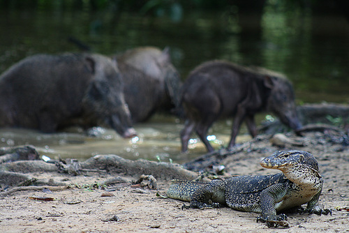 Monitor Lizard and Wild Pigs