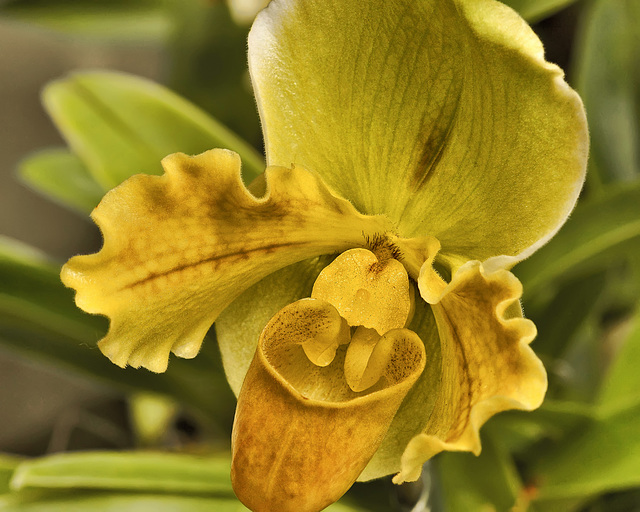Paphiopedilum Orchid – United States Botanic Garden, Washington, D.C.