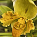 Paphiopedilum Orchid – United States Botanic Garden, Washington, D.C.
