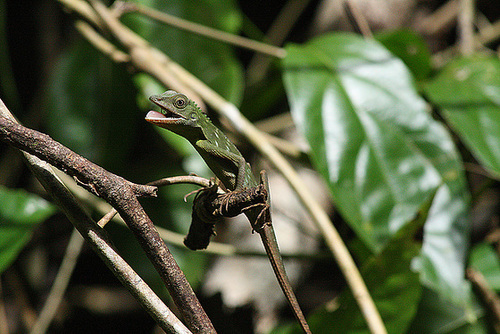 Green Tree Lizard