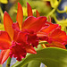Jewel Box "Scheherazade" Orchids – United States Botanic Garden, Washington, D.C.