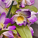 Dendrobium Angel Smile "Kibi" – United States Botanic Garden, Washington, D.C.