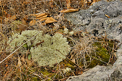 Nature Morte – Dolly Sods, West Virginia