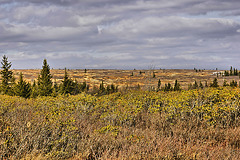 The Flat Land – Dolly Sods, West Virginia