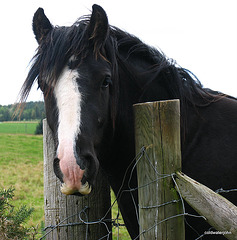 Have you never seen a moustache before? Irish Cob