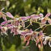 Epidendrum pseudoepidendrum? – United States Botanic Garden, Washington, D.C.