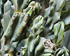 Candelabra Cactus – Bloedel Conservatory, Queen Elizabeth Park, Vancouver, British Columbia