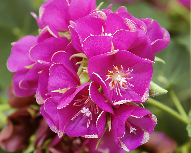 "Seminole" Tropical Rose Hydrangea – Brookside Gardens