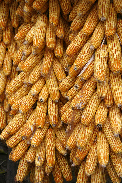 Corn rows