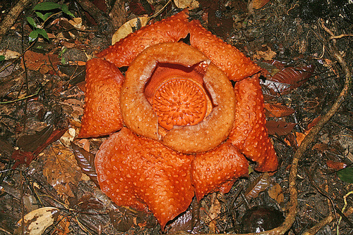 Blooming rafflesia
