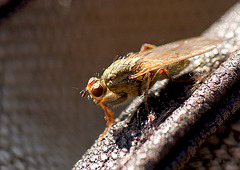 Female Dung Fly