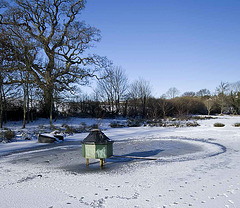 frozen duck pond