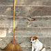 Dog and broom