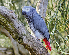 Congo African Grey Parrot – Bloedel Conservatory, Queen Elizabeth Park, Vancouver, British Columbia