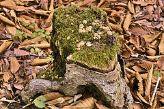 Mushrooms on Host – Dolly Sods, West Virginia