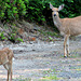 Black-tailed Doe and Fawn