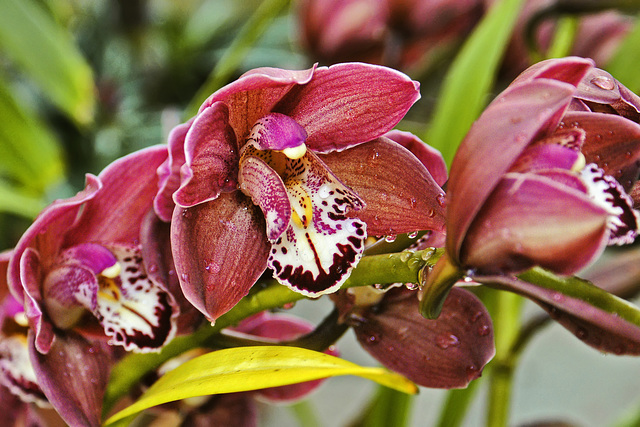 A Train of Crimson Orchids – Brookside Gardens