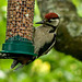 woodpecker on peanuts
