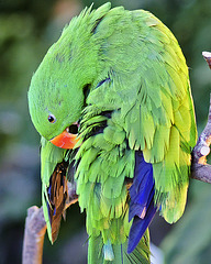 Kiwi the Eclectus Parrot – Bloedel Conservatory, Queen Elizabeth Park, Vancouver, British Columbia
