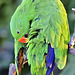 Kiwi the Eclectus Parrot – Bloedel Conservatory, Queen Elizabeth Park, Vancouver, British Columbia
