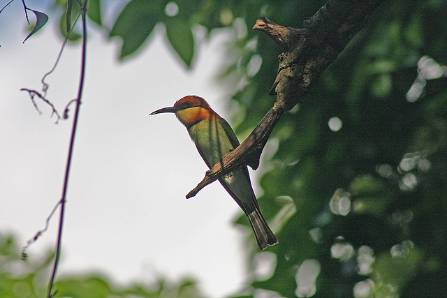 Bee-eater on alert