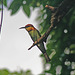 Bee-eater on alert