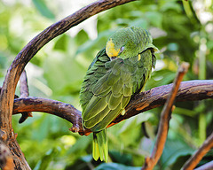 Yellow-Crowned Amazon Parrot – Bloedel Conservatory, Queen Elizabeth Park, Vancouver, British Columbia