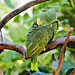 Yellow-Crowned Amazon Parrot – Bloedel Conservatory, Queen Elizabeth Park, Vancouver, British Columbia