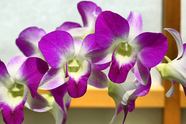 Purple Dendrobrium Orchids – United States Botanic Garden, Washington, D.C.