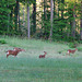 Field of Deer