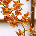 "Pumpkin Patch" Orchids – United States Botanic Garden, Washington, D.C.